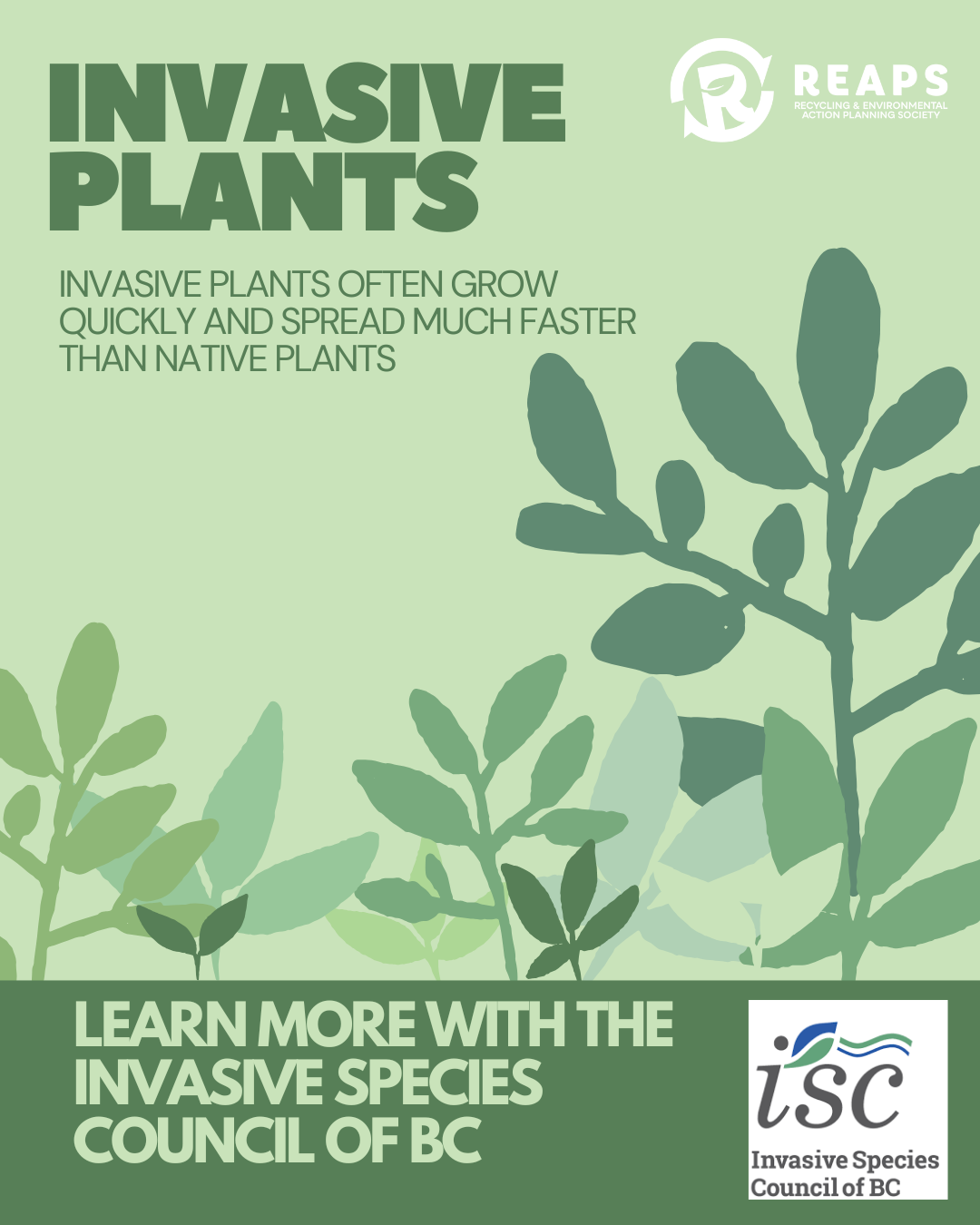 Invasive Plant Species | Tourism Prince George